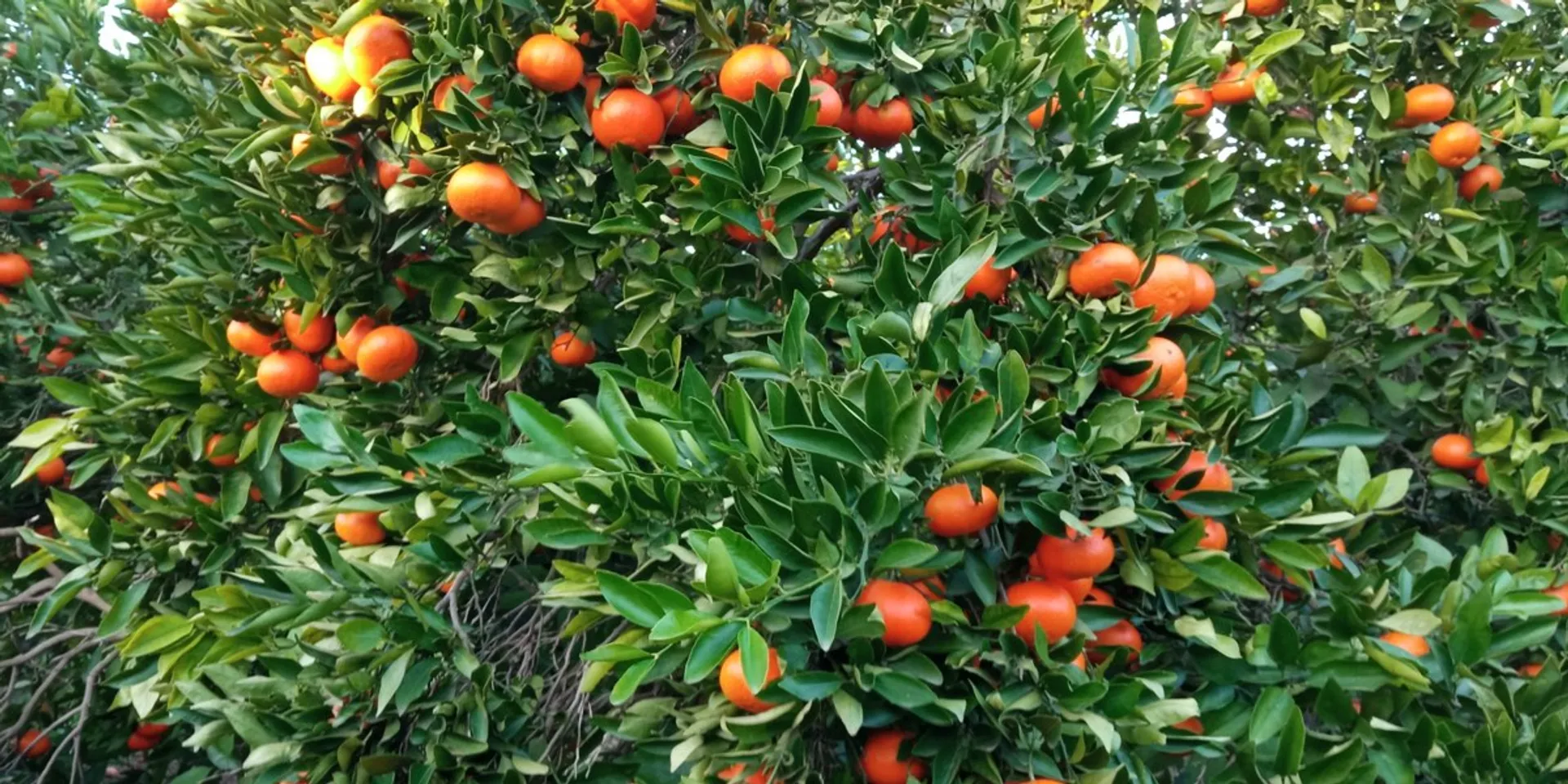 Der Mandarinenbaum bringt den Süden und Urlaubsgefühle zu Ihnen nach Hause ! 