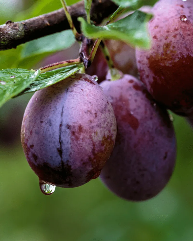 Bio-Trockenpflaumen von Ferme du Lacay, Frankreich | CrowdFarming ...