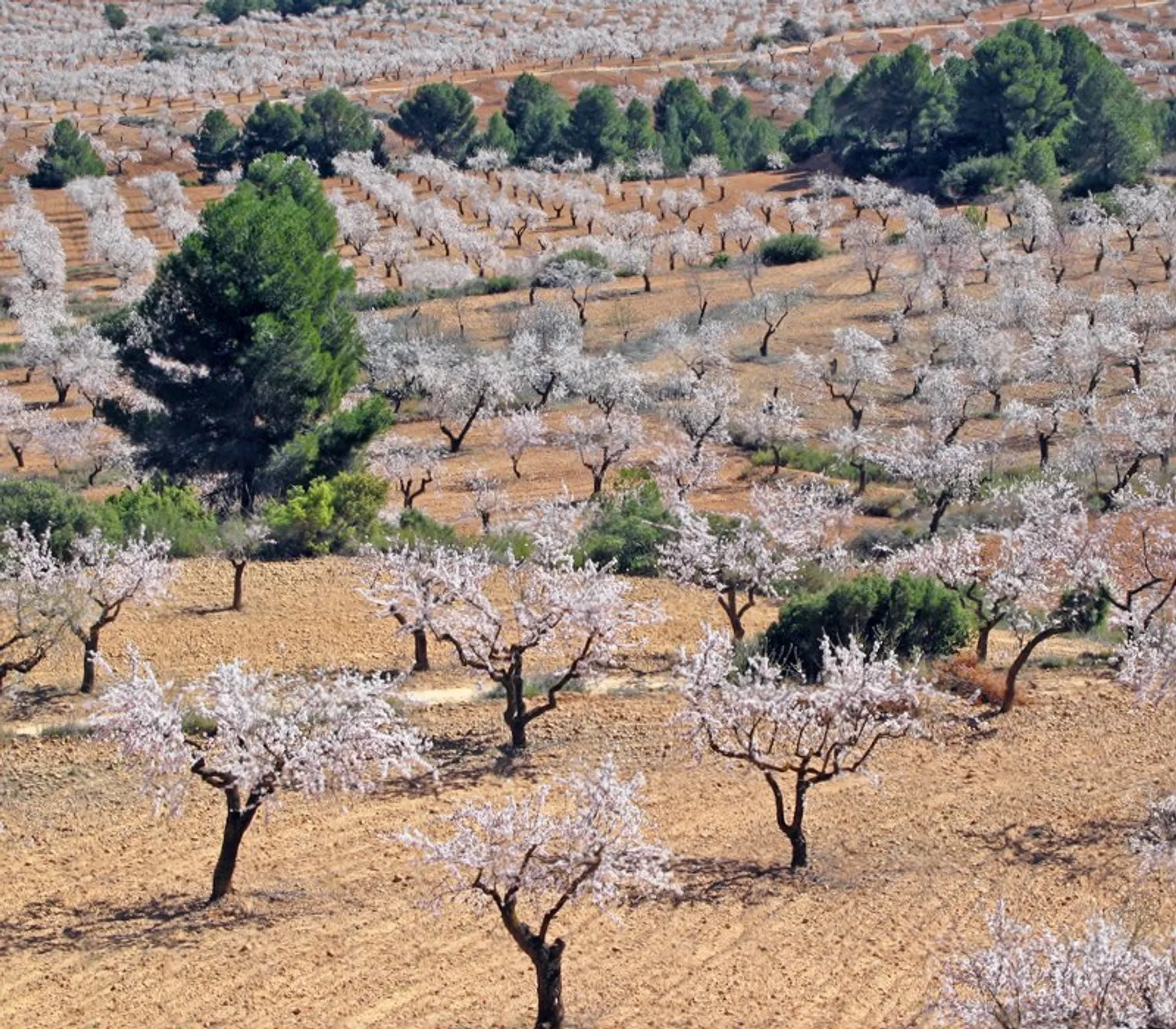Demeter organic pistachios and almonds from Casa Cañada, Spain