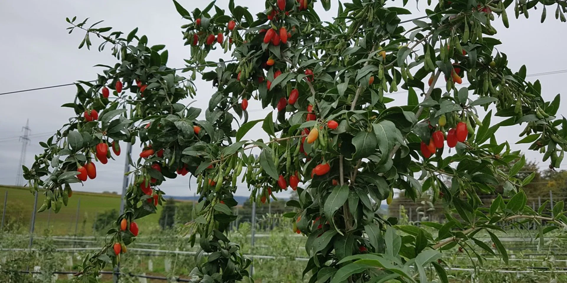 Dried Demeter organic goji berries from Von Mentzingen, Germany