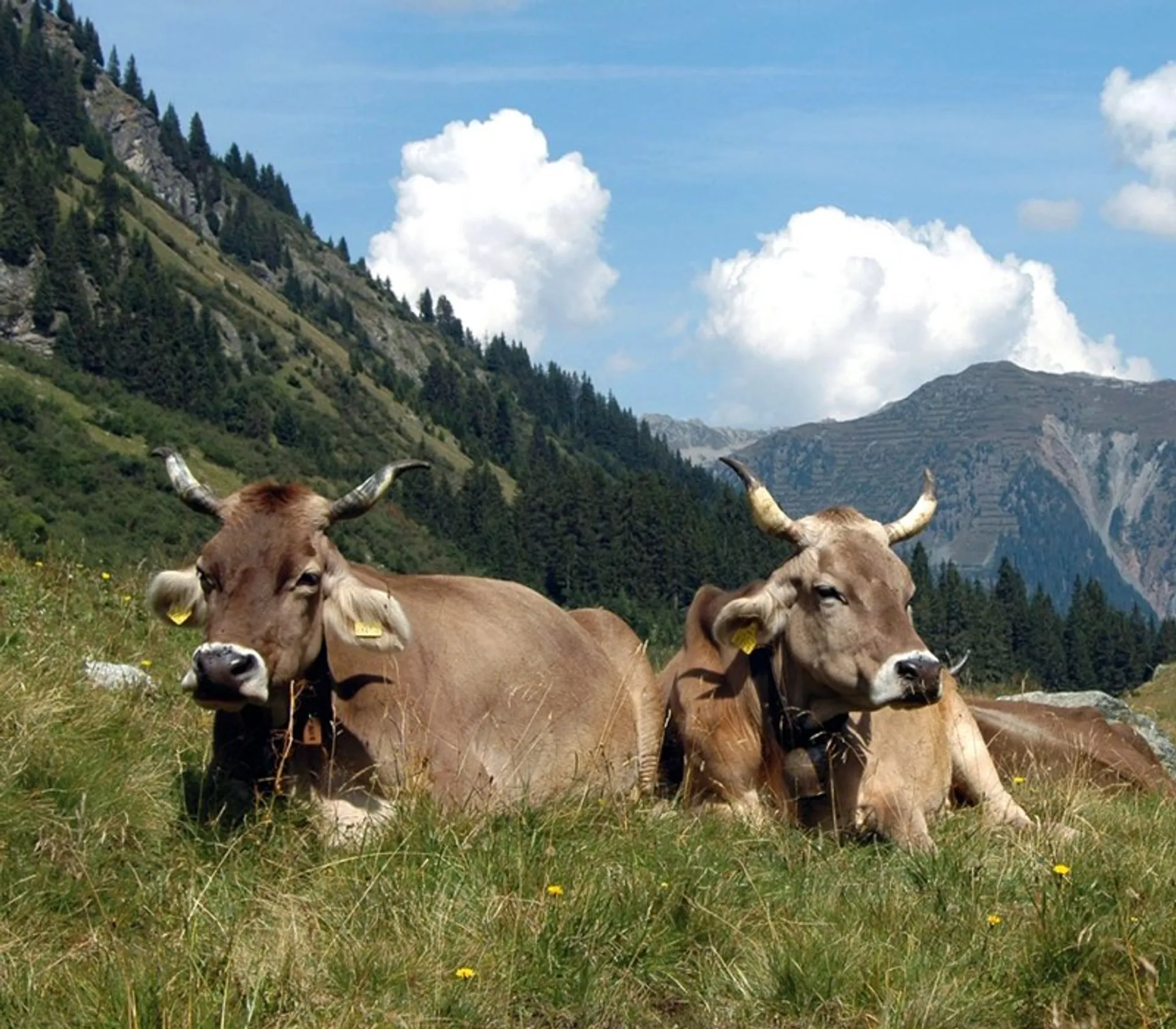 Organic and Alpe cow cheese from Bergbauernhof Familie Wittwer, Austria