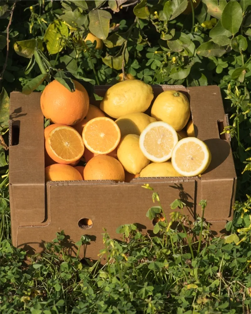 Orangen und BioZitronen von Doña Ana, Spanien CrowdFarming Saisonales Obst und Gemüse Orangen und BioZitronen von Doña Ana, Spanien CrowdFarming Saisonales Obst und Gemüse