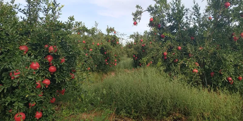 Pomegranates From Cabet Undefined Crowdfarming Adopt A Pomegranate Tree