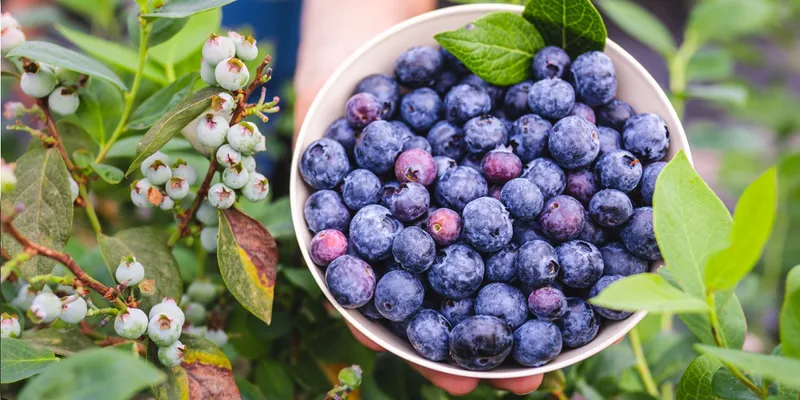 Comment le Pérou est devenu le roi de la myrtille