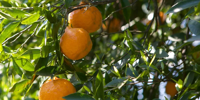 Mandarines BIO de Bio Agrumi Monasteri, Italie