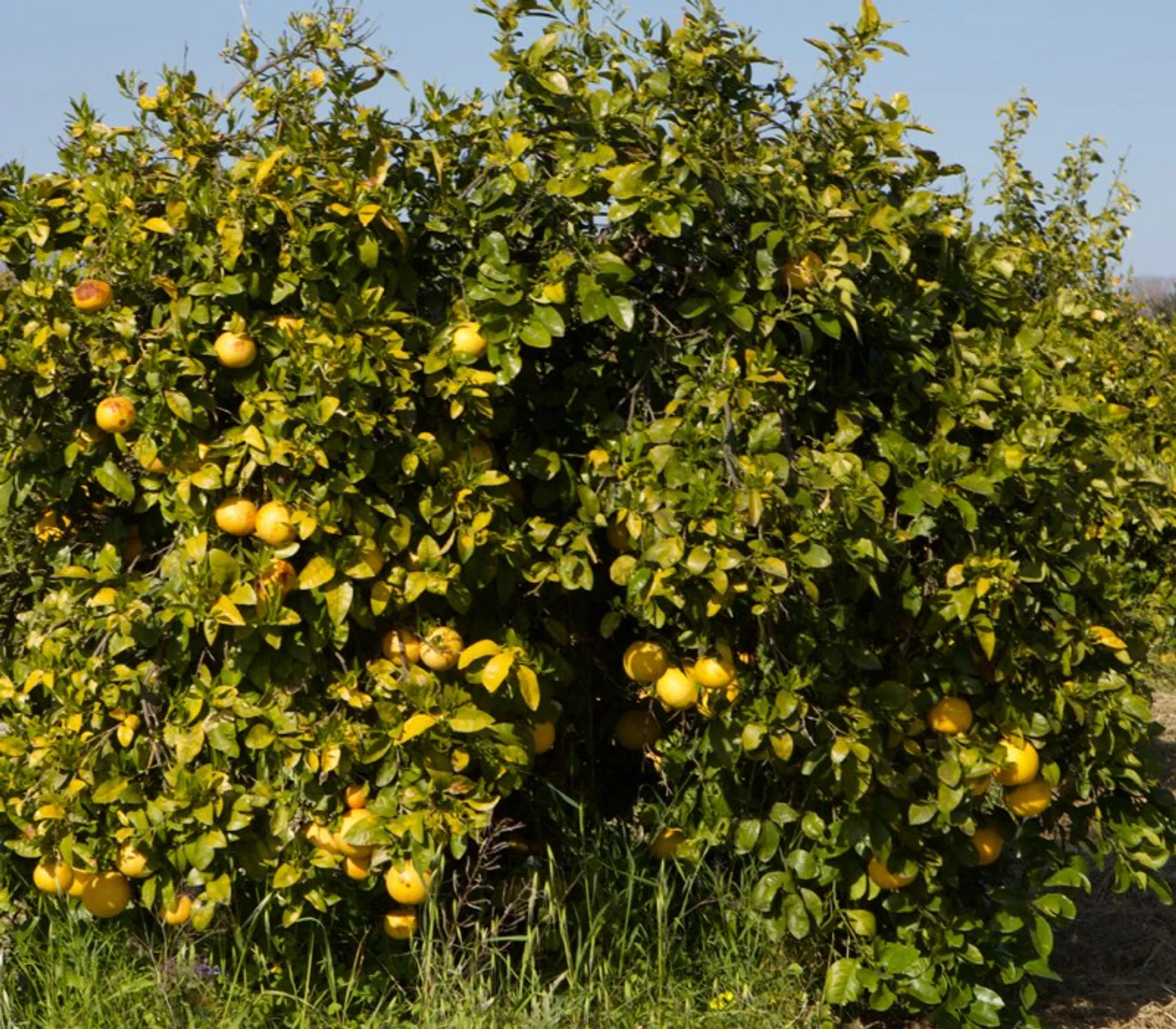 Pomelos Ecol gicos De Bio Agrumi Monasteri Italia CrowdFarming 