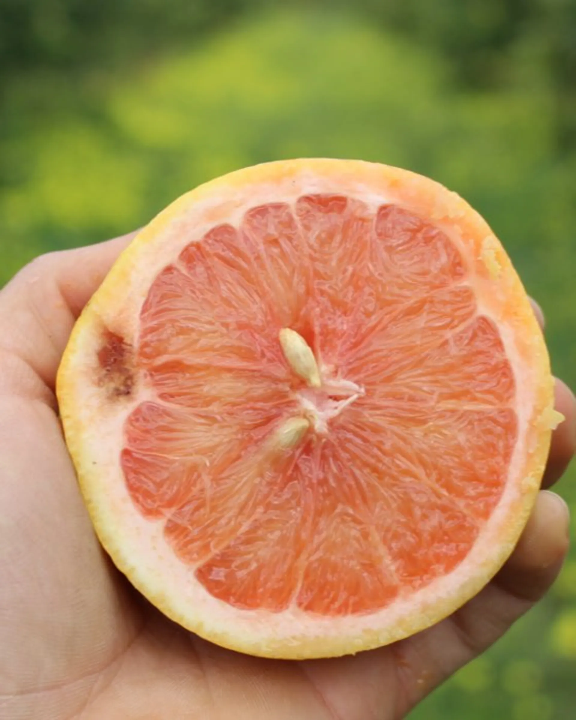 BioGrapefruits von Bio Agrumi Monasteri, Italien CrowdFarming