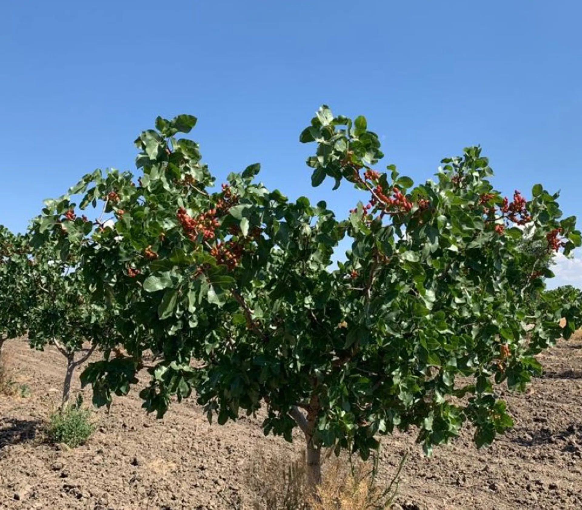 Pistachier : culture, récolte des pistaches