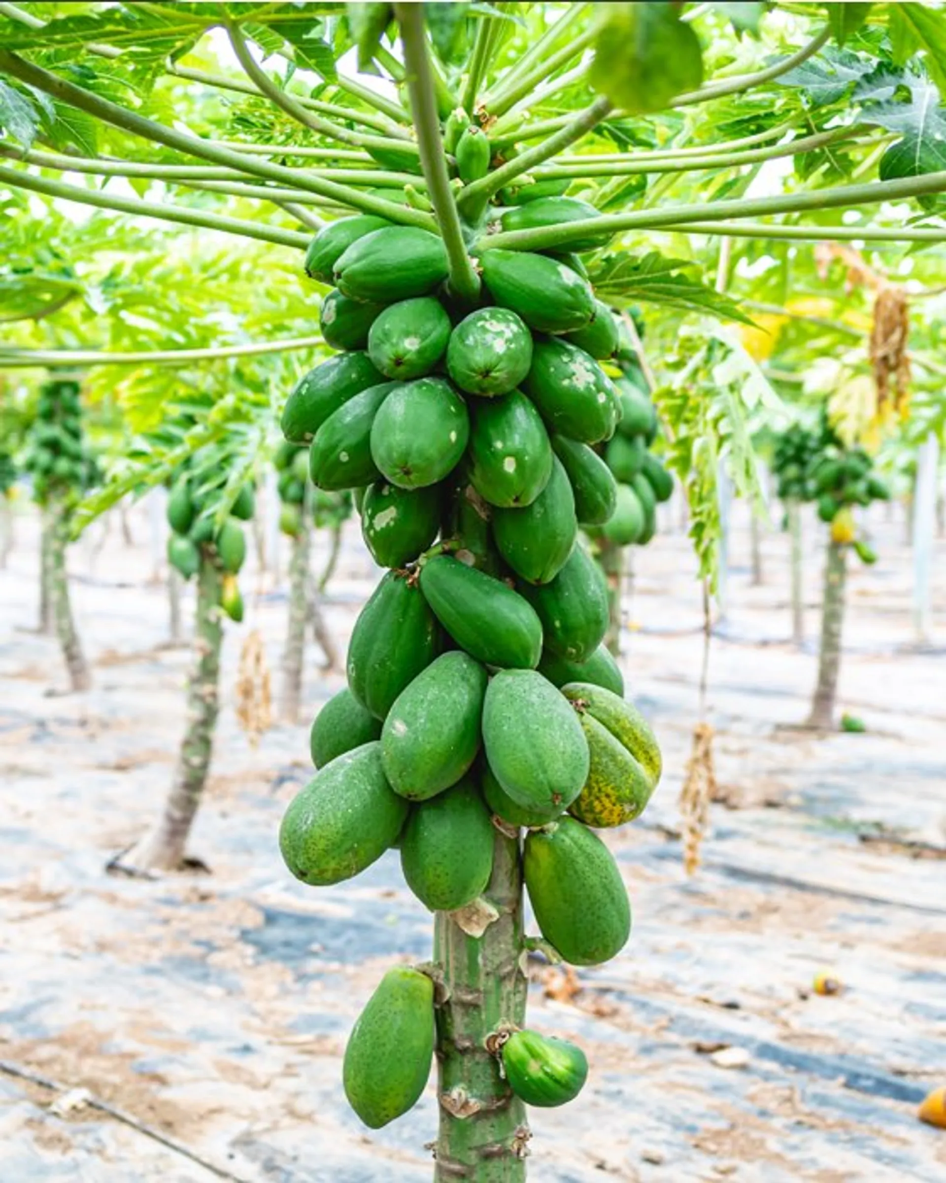 Organic papayas from Casa Alta, Spain CrowdFarming farm fresh fruits and vegetables to your