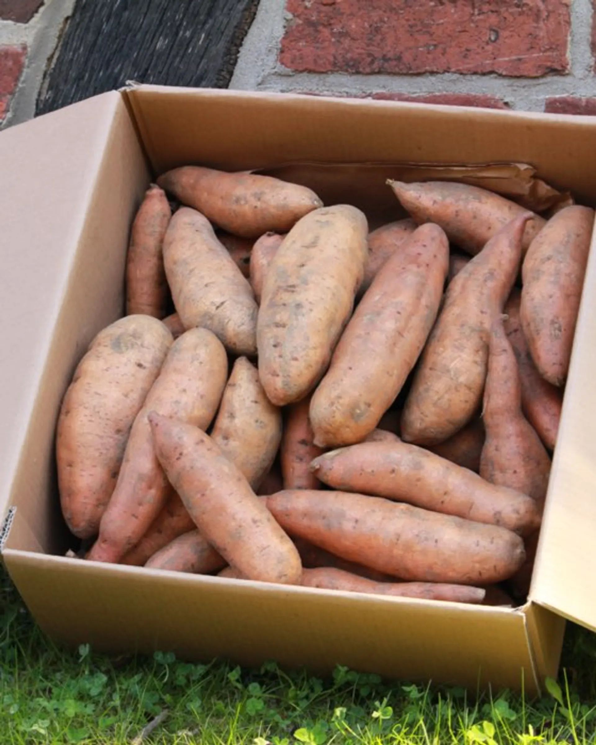 Vente en gros de Patates douce bio en gros & Variétés de Pommes de terre  bio du Producteur local