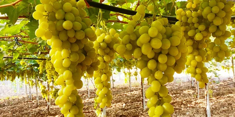 40 grape seeds Tasty grape Italia From Moldova,