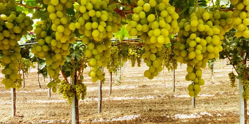 40 grape seeds Tasty grape Italia From Moldova,