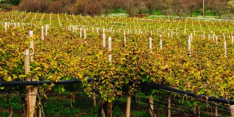 40 grape seeds Tasty grape Italia From Moldova,