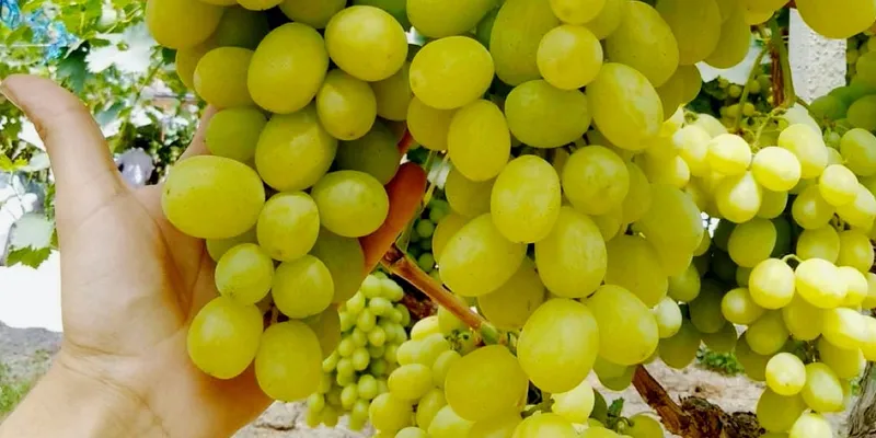 40 grape seeds Tasty grape Italia From Moldova,