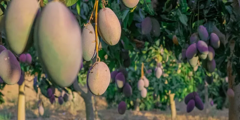 Organic Mango From Dehesa De Cutar Undefined Crowdfarming Adopt A Mango Tree