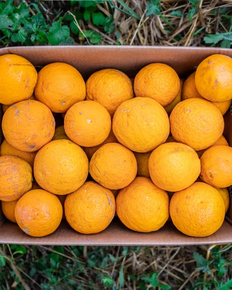 BioOrangen von Finca El Conde, Spanien CrowdFarming Saisonales Obst und Gemüse liefern lassen BioOrangen von Finca El Conde, Spanien CrowdFarming Saisonales Obst und Gemüse liefern lassen