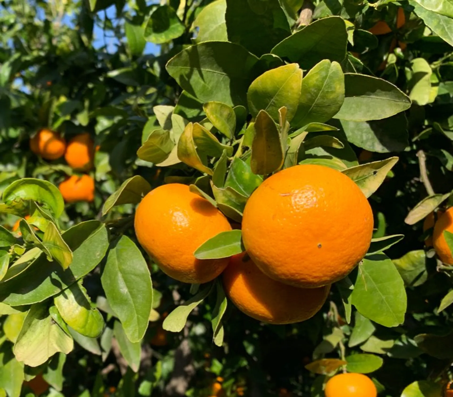 Organic clementines from Barranc de Llop, Spain | CrowdFarming: adopt a ...