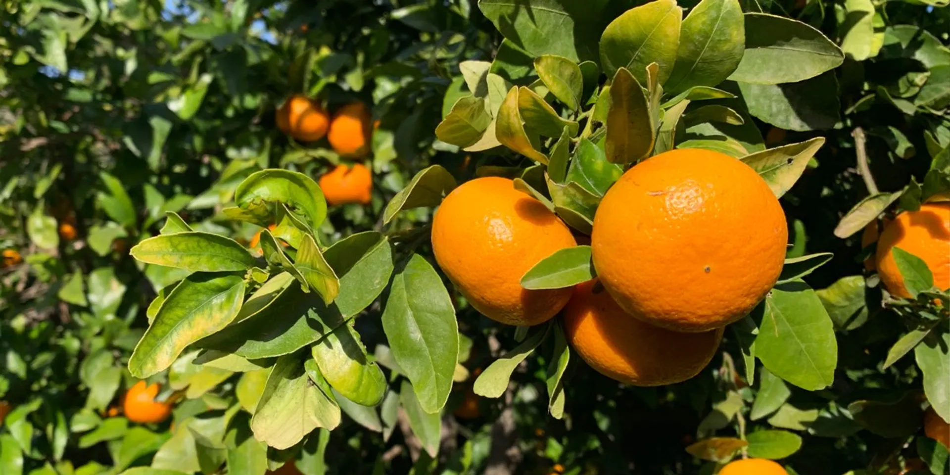 Manderijn (Citrus reticulata 'Clementine') D 20 H 70 cm kopen Manderijn (Citrus reticulata 'Clementine') D 20 H 70 cm kopen