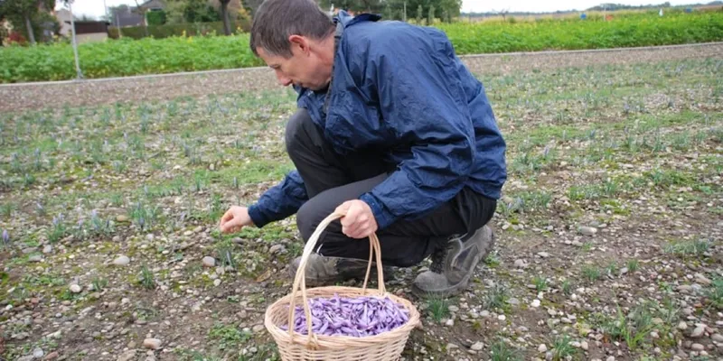 Pot de safran d'Alsace