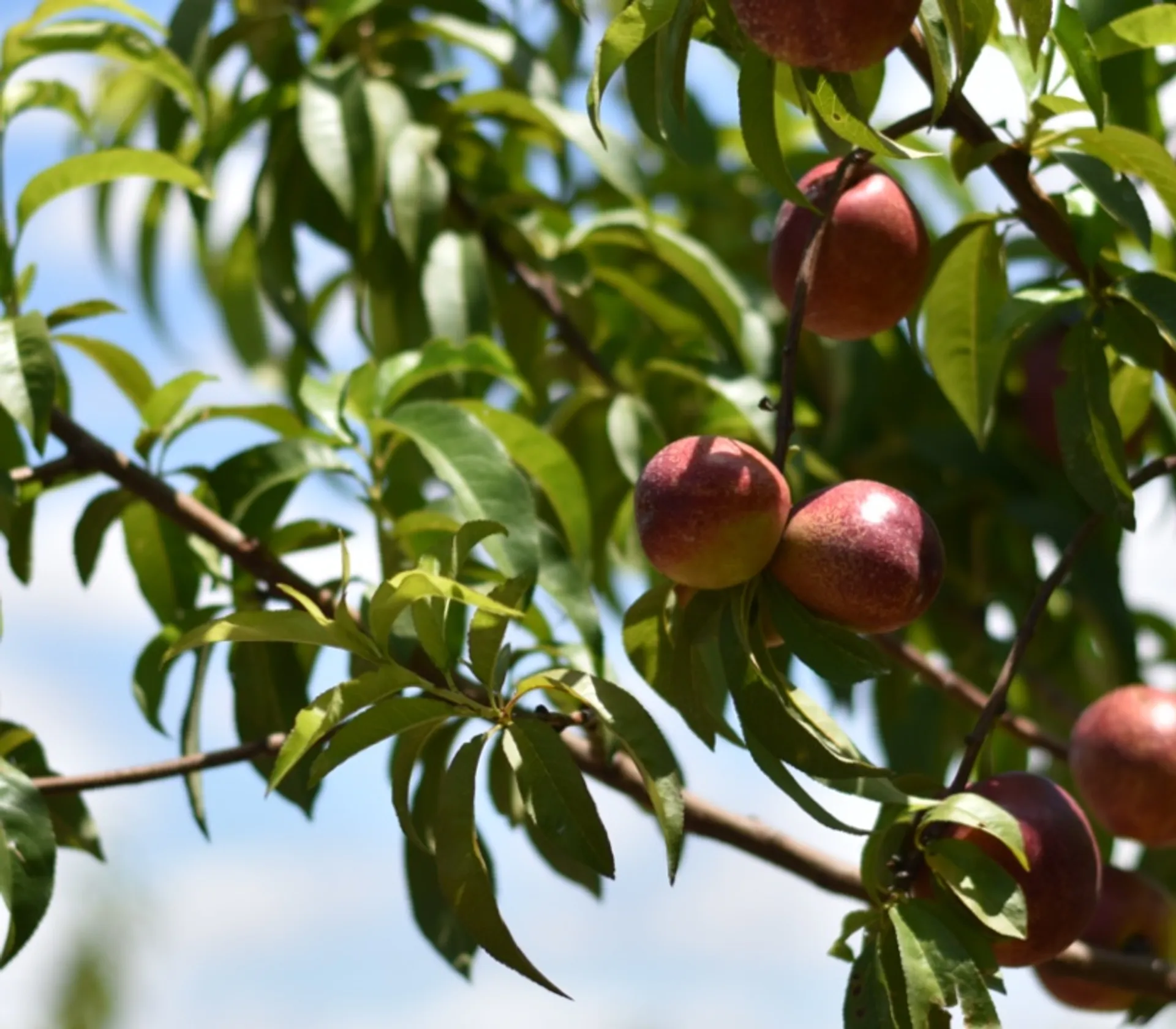 BioNektarinen von Finca Charca El Poleo, Spanien CrowdFarming