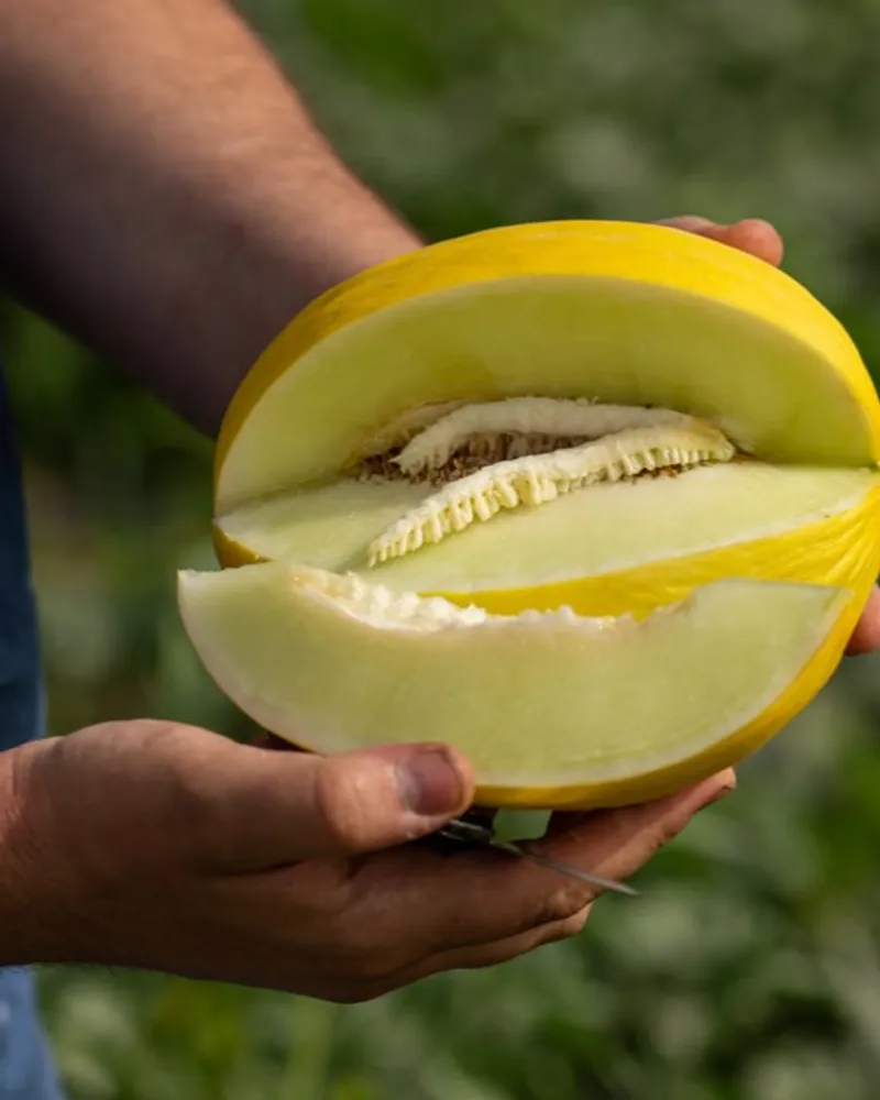 THE FARM One in a Melon