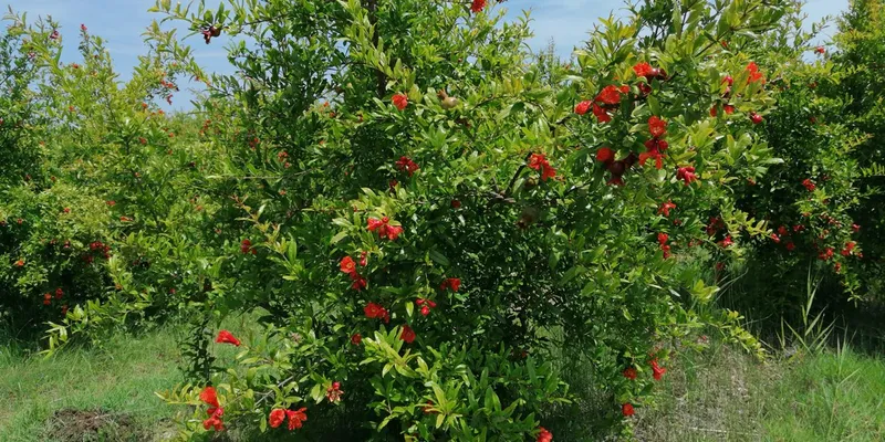 pomegranate tree care south africa