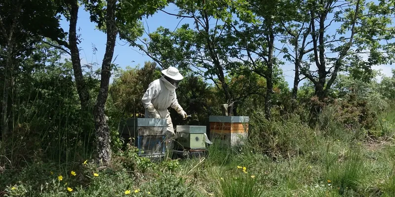 miel ecológica