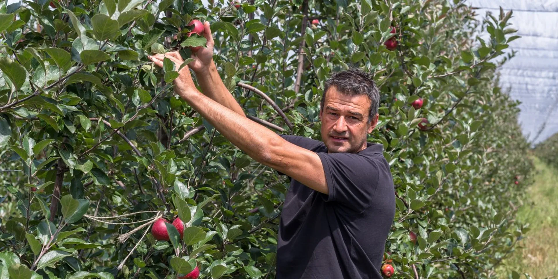 Serena fantastisk Skuldre på skuldrene Redlove Bio-Äpfel von Maison Tamisier, Frankreich | CrowdFarming: adoptiere  einen Apfelbaum