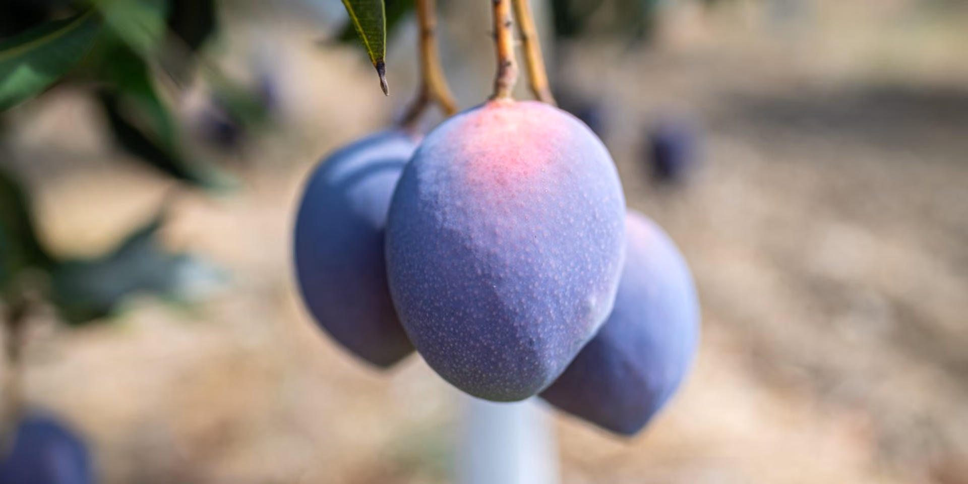 Regeneratieve biologische Sensation mango's van Finca Los Pepones ...