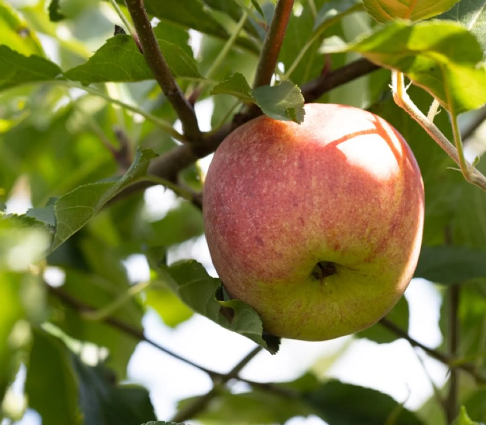 Demeter Bio-Äpfel von Hof Birnstingl-Gottinger, Österreich