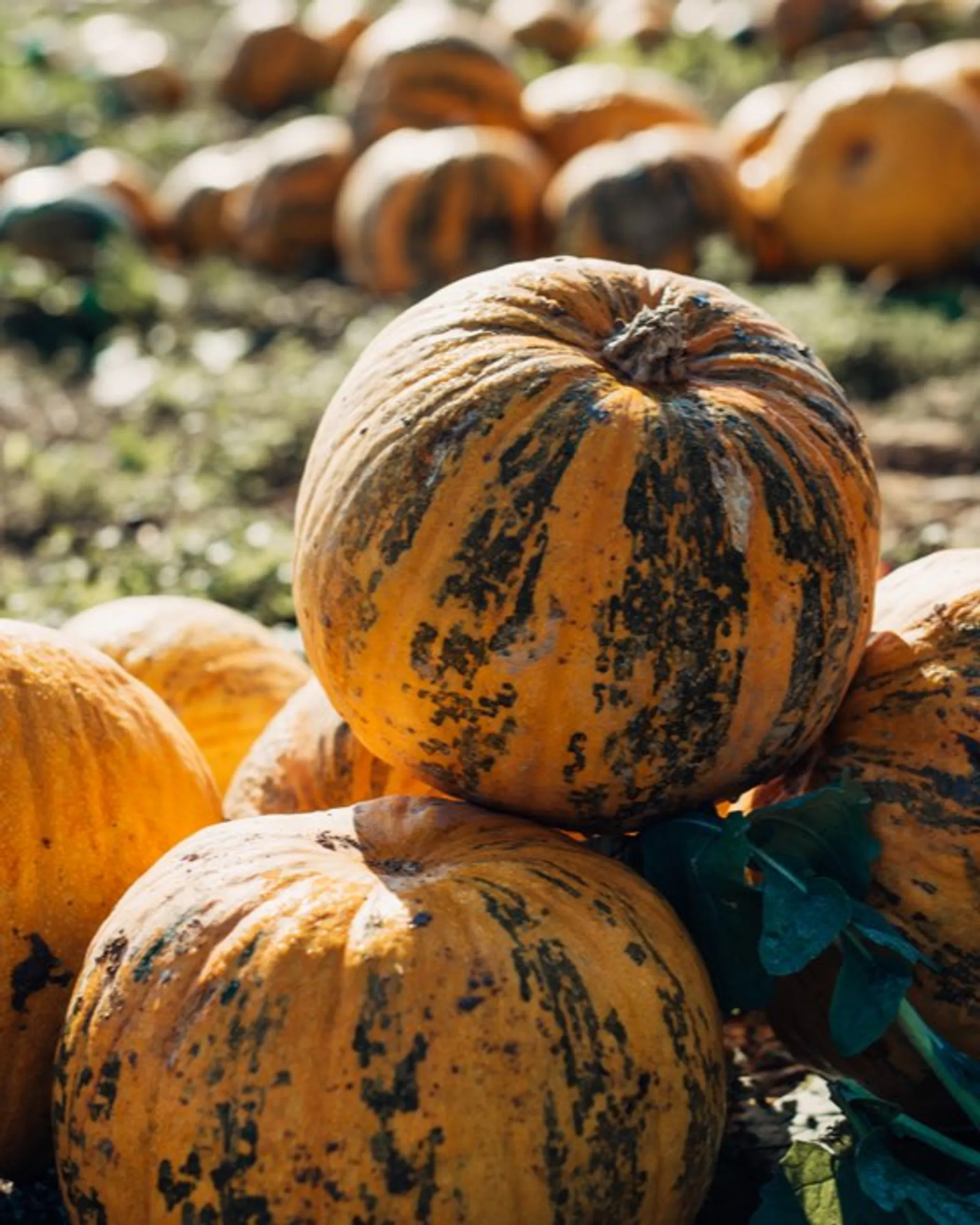 Produits de graines de courge BIO de Mostviertler Bio-Kürbishof