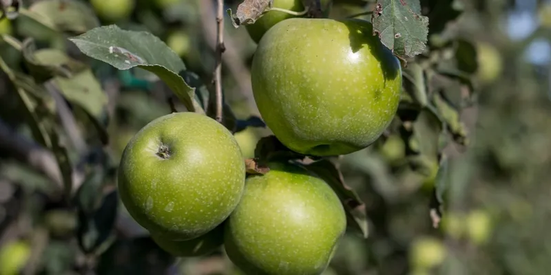 Organic Apples 'Story®' from Frnace