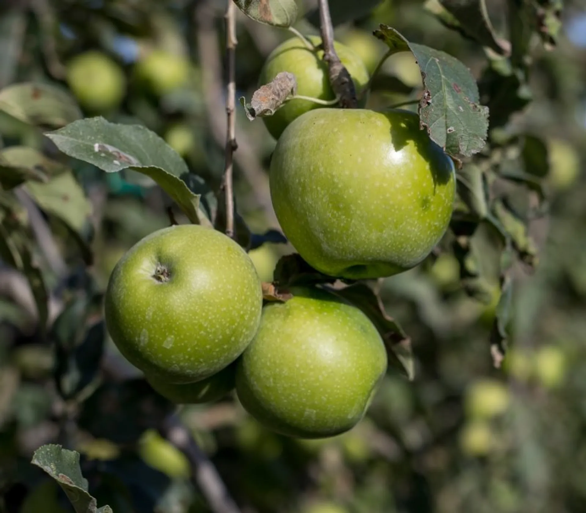 Organic Apples 'Story®' from Frnace