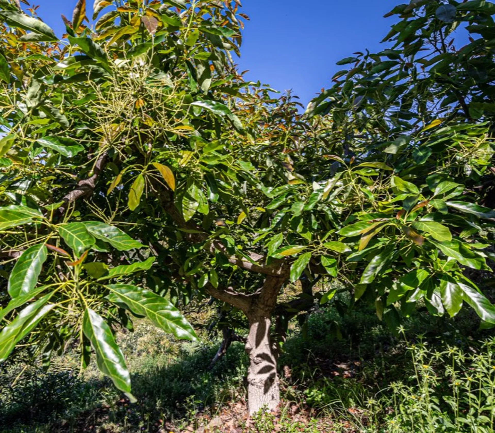 Organic avocados from Finca Montealegre, Spain CrowdFarming adopt an