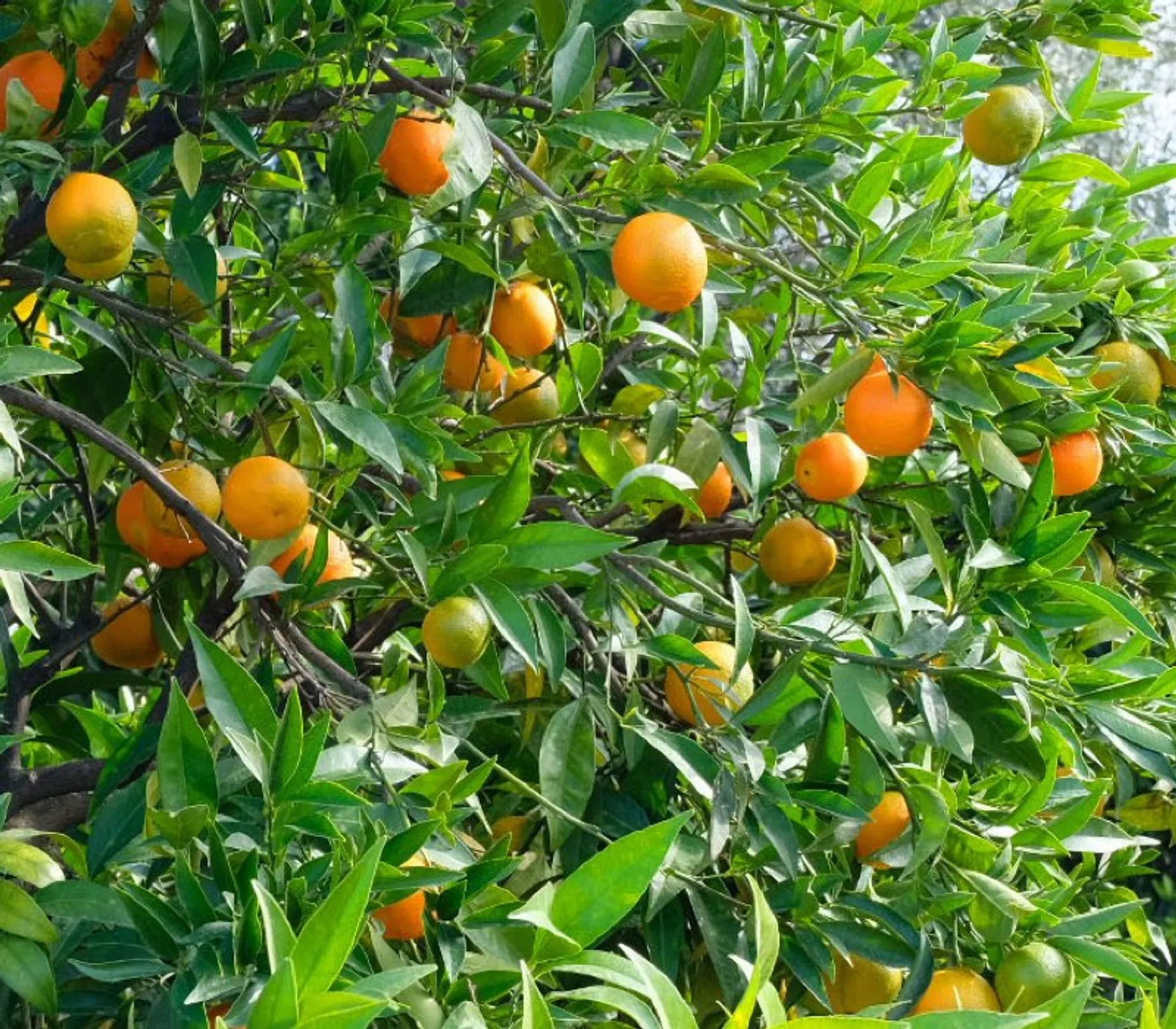 BioClementinen von Azienda Agricola Fausto Quintieri, Italien
