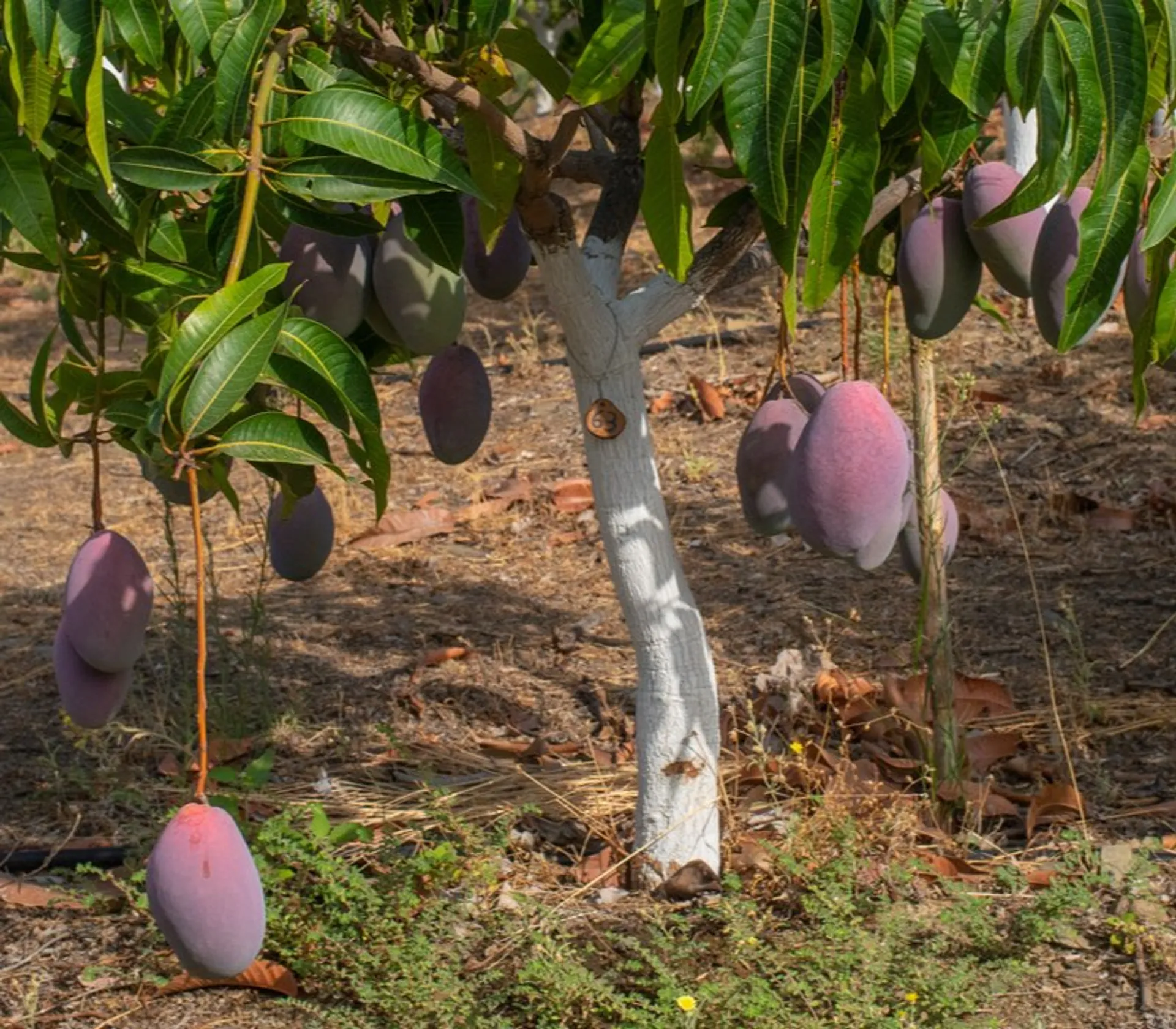 Organic mangos from tree Fuente la adopt CrowdFarming: mango Gota, | a Spain