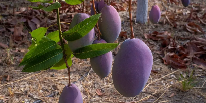 Organic mangos from Fuente la CrowdFarming: a | Spain Gota, tree adopt mango