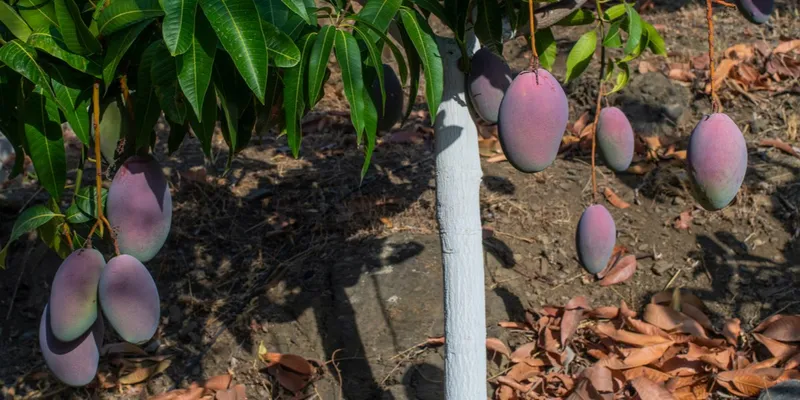 Organic mangos Gota, tree mango la adopt | Spain CrowdFarming: a from Fuente