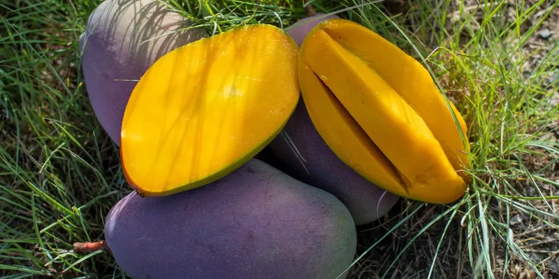 Organic mangos from Fuente la Gota, Spain | CrowdFarming: adopt a mango tree