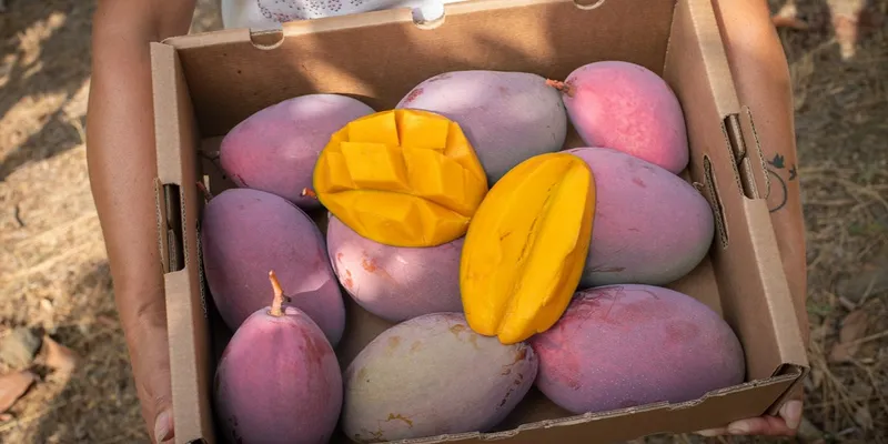 Organic mangos from a adopt Fuente la Gota, mango tree CrowdFarming: Spain 
