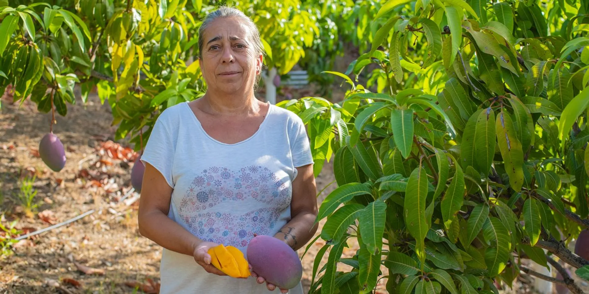 Organic mangos from Fuente mango | Spain CrowdFarming: a Gota, la tree adopt