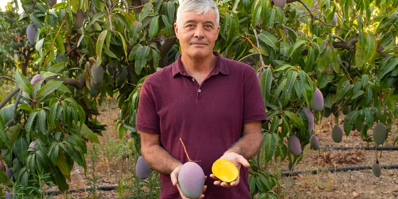 biologische mango