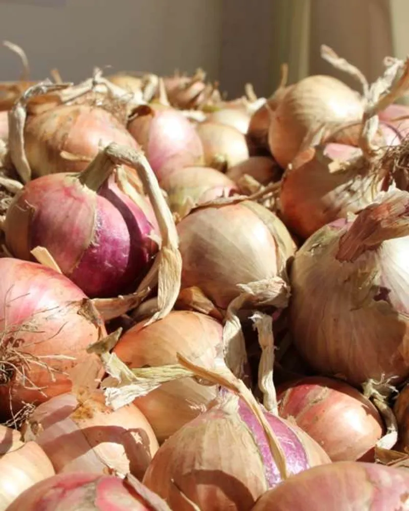 RoscoffZwiebeln g.U. von Maison Quemener, FrankreichCrowdFarming