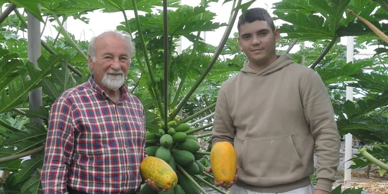 organic papayas