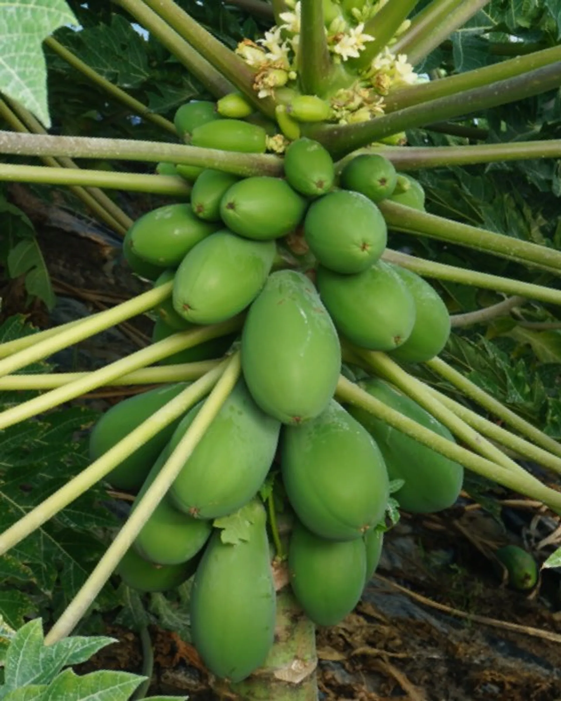 Organic papayas from Huerto Los Montieles, Spanien CrowdFarming farm