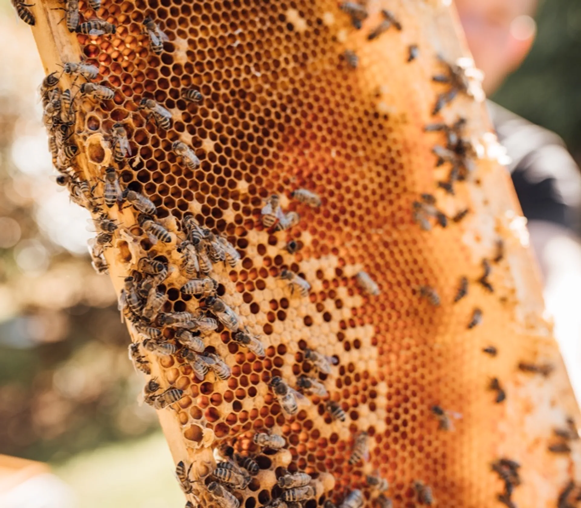 Miele con pezzi di favo -disponibile- Apicoltura Biologica