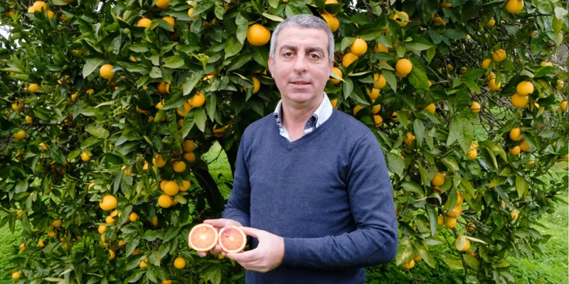 oranges sanguines BIO
