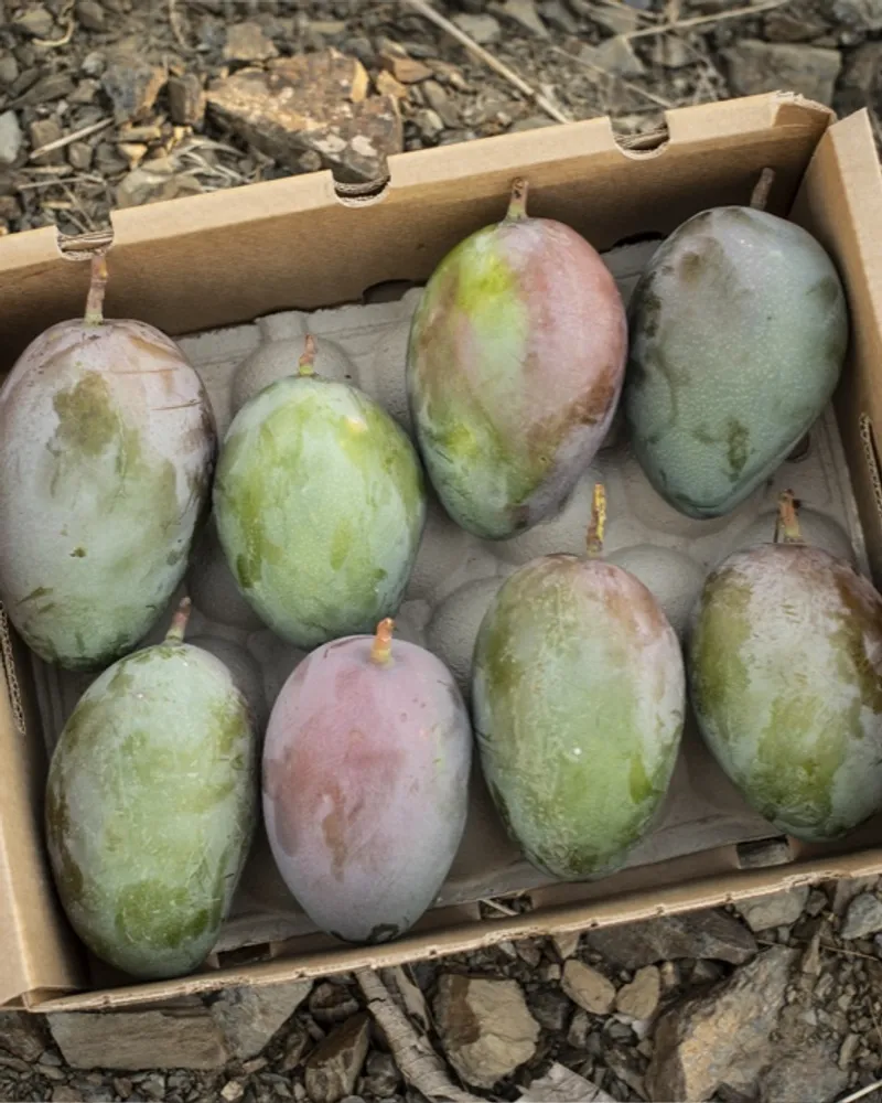 Ondoorzichtig veelbelovend Rentmeester Organic mangos from Finca Los Pepones, Spain | CrowdFarming: farm fresh  fruits and vegetables to your doorstep