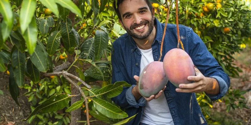 ekologisk mango