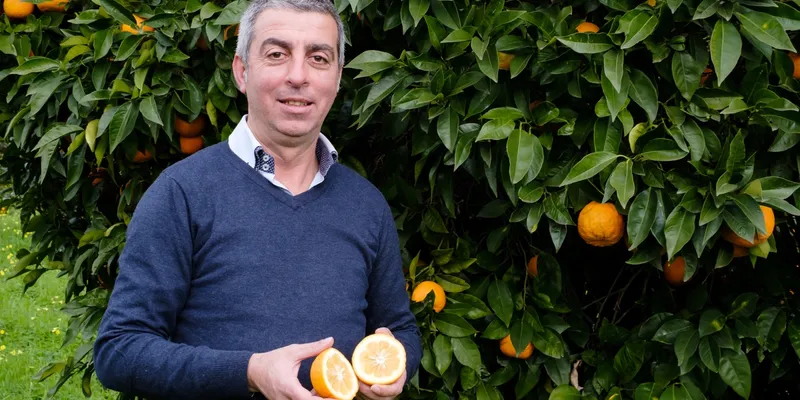 organic bitter oranges